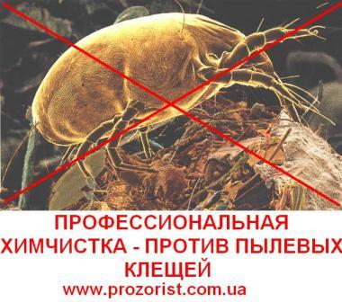 Пылевые клещи Химчистка против пылевых клещей